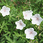 Geranium clarkei - Kashmir White - Cranesbill