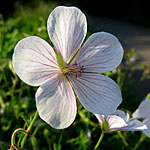 Geranium clarkei - Kashmir White - Cranesbill - 2nd Image