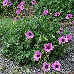 Geranium cinereum - Laurence Flatman - Cranesbill