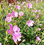 Geranium macrorrhizum - Bevans Variety - Cranesbill