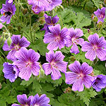 Geranium X magnificum - Cranesbill