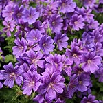 Geranium X magnificum - Cranesbill - 3rd Image