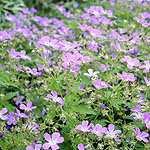 Geranium sylvaticum - Mayflower - Cranesbill