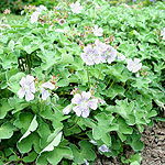 Geranium renardii