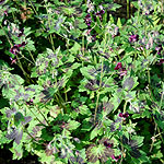 Geranium phaeum - Samobar - Cranesbill