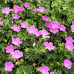 Geranium sanguineum - Cranesbill