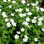 Geranium sylvaticum - Album - Cranesbill