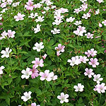 Geranium endressii - Wargrave