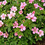 Geranium x oxonianum - Wargrave Pink - Cranesbill