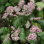 Bergenia - Silberlicht - Bergenia, Elephants ears