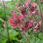 Geum rivale - Leonards Variety - Geum, Avens