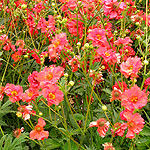 Geum chiloense - Mrs J Bradshaw - Geum, Avens