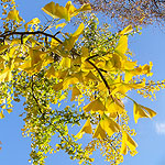 Ginkgo biloba - 2nd Image