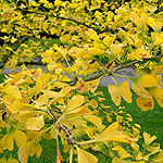 Ginkgo biloba