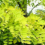 Gleditsia triacanthos - Sunburst - Honey Locust