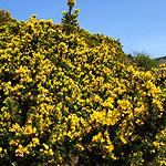 Ulex europaeus - European Gorse, Ulex - 2nd Image