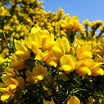 Ulex europaeus - European Gorse, Ulex