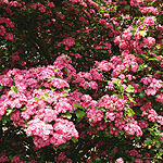 Crataegus laevigata - Pauls Scarlet - Ornamental Hawthorn