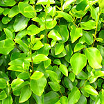 Griselinia littoralis - 2nd Image