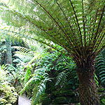 Dickinsonia antarctica - Tree Fern - 3rd Image