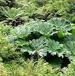 Gunnera manicata - Gunnera, Giant Rhubarb - 2nd Image