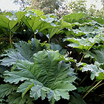 Gunnera manicata - Gunnera, Giant Rhubarb