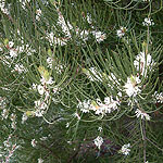 Hakea lissosperma - Hakea