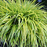 Hakonechloa macra - Aureola - 3rd Image