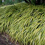 Hakonechloa macra - Aureola