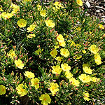 Halimium calycinum - Halimium, Rockrose