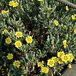 Halimium lasianthemum - Sandling - Halimium, Rockrose