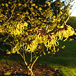 Hamamelis mollis - Pallida - Witch Hazel - 2nd Image