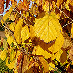 Hamamelis mollis - Pallida - Witch Hazel