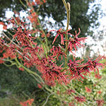 Hamamelis X intermedia - Jelena - Witch Hazel