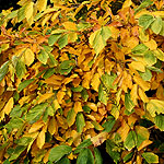 Hamamelis vemalis - Lombarts Weeping