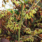 Hamamelis X intermedia - Moonlight - 2nd Image