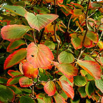 Hamamelis X intermedia - Orange Peel