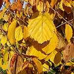 Hamamelis mollis - Pallida - Witch Hazel - 3rd Image