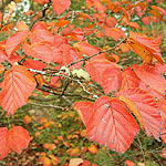 Hamamelis - Ruby Glow