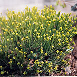 Hebe cupressoides - Broughton Dome - Hebe