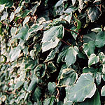 Hedera algeriensis - Gloire de Marengo - Ivy