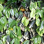 Hedera colchica - Dentata Variegata