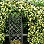 Hedera colchica - Sulphur Heart