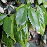 Hedera colchica - Dentata Variegata - 2nd Image