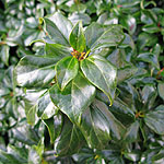 Hedera rhombea - formosana