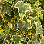 Hedera helix - Goldchild - Ivy, Hedera - 2nd Image