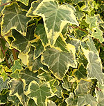 Hedera helix - Goldchild - Ivy, Hedera