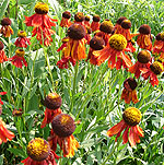 Helenium - Moerheim Beauty - Sneezewort - 3rd Image