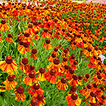 Helenium - Moerheim Beauty - Sneezewort - 2nd Image