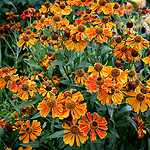 Helenium - Waldtraut - Sneezewort